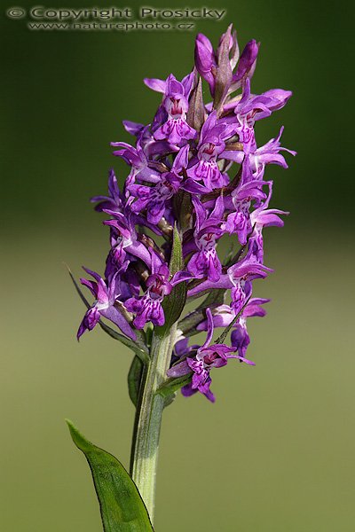 Prstnatec májový (Dactylorhiza majalis), Prstnatec májový (Dactylorhiza majalis), Autor: Ondřej Prosický, Model aparátu: Canon EOS 20D, Objektiv Canon EF 200mm f/2.8 L USM, Přepočtené ohnisko: 320mm, fotografováno z ruky, Clona: 6.3, Doba expozice: 1/250 s, ISO: 100, Měření: celoplošné se zdůrazněným středem, Kompenzace expozice: -2/3 EV, Blesk: ano (vestavěný, -1 EV), Vytvořeno: 20. května 2006 8:57, Valteřice u České Lípy (ČR)